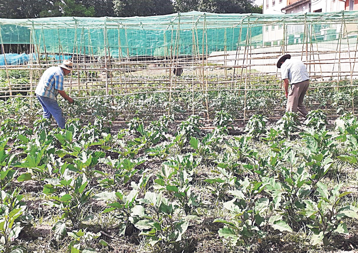 Un grup de voluntaris cultiven producte fresc, als horts de Can Sanglas, per al banc d’aliments de Manlleu